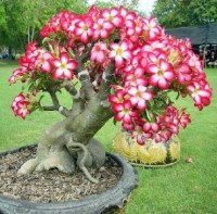 Ceibo Adenium obesum